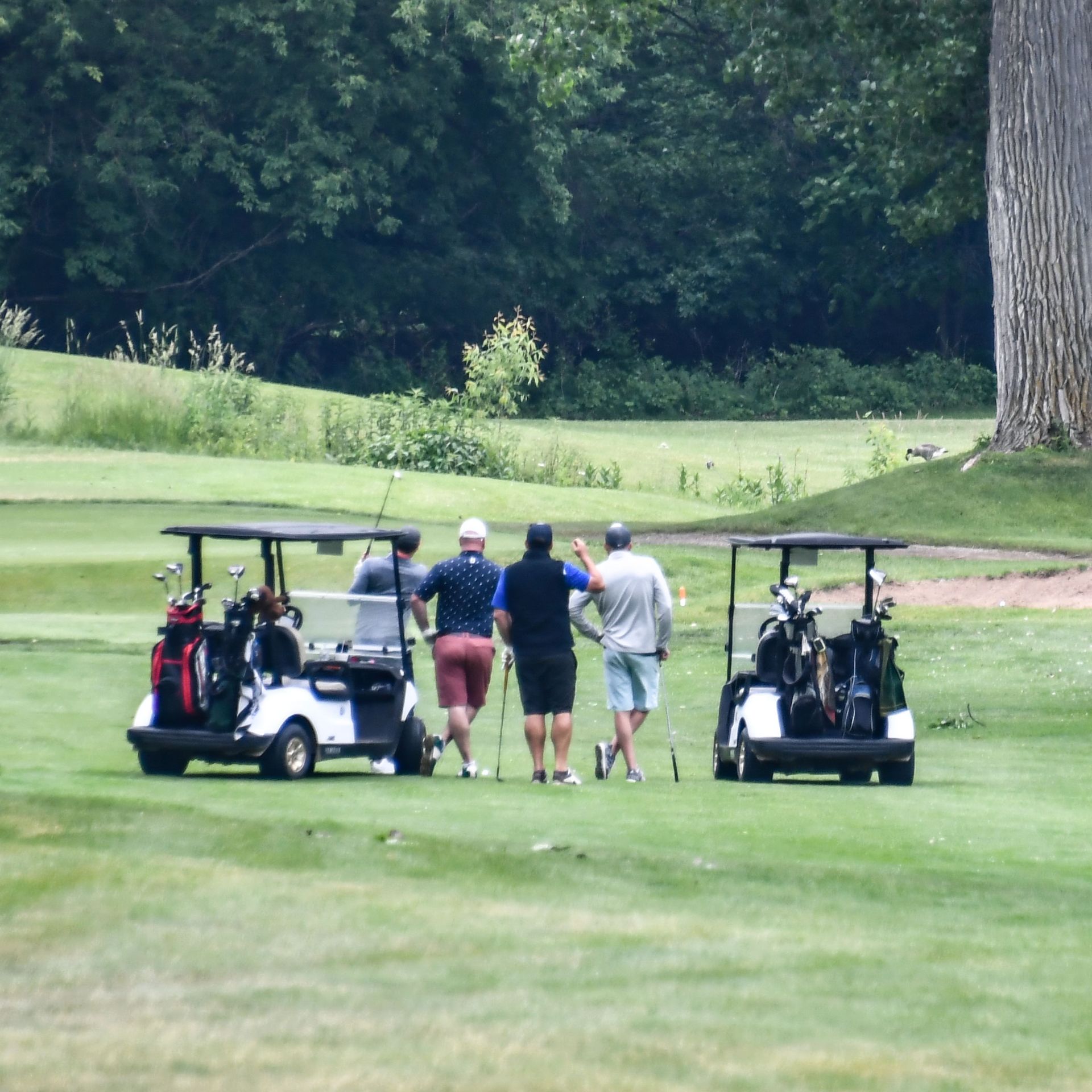 Two golf carts and four golfers who are looking away from the camera, at the course.