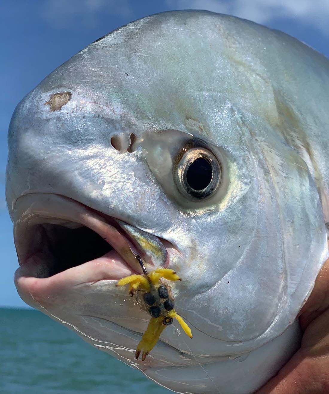 Weipa fly fishing tours with local guides to catch Permit