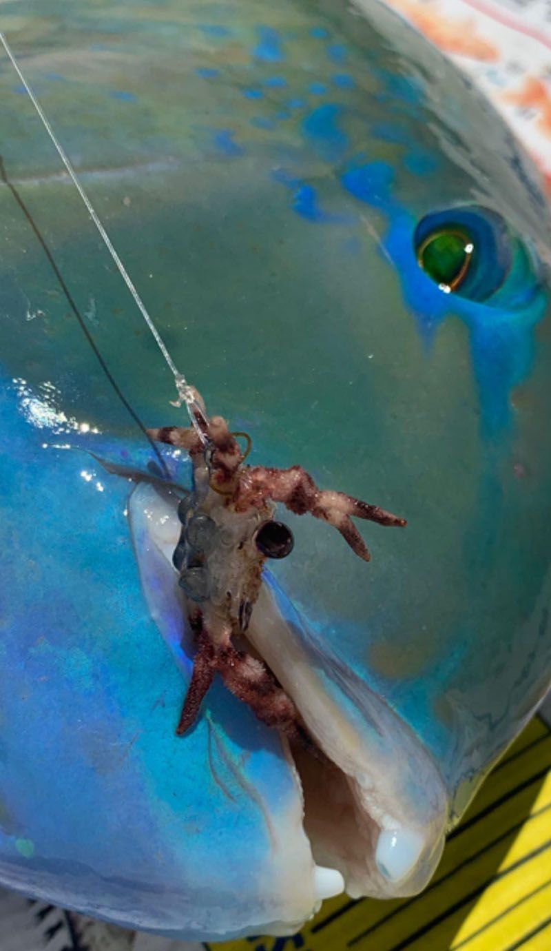 Weipa fly fishing charters with local guides to catch Tusky