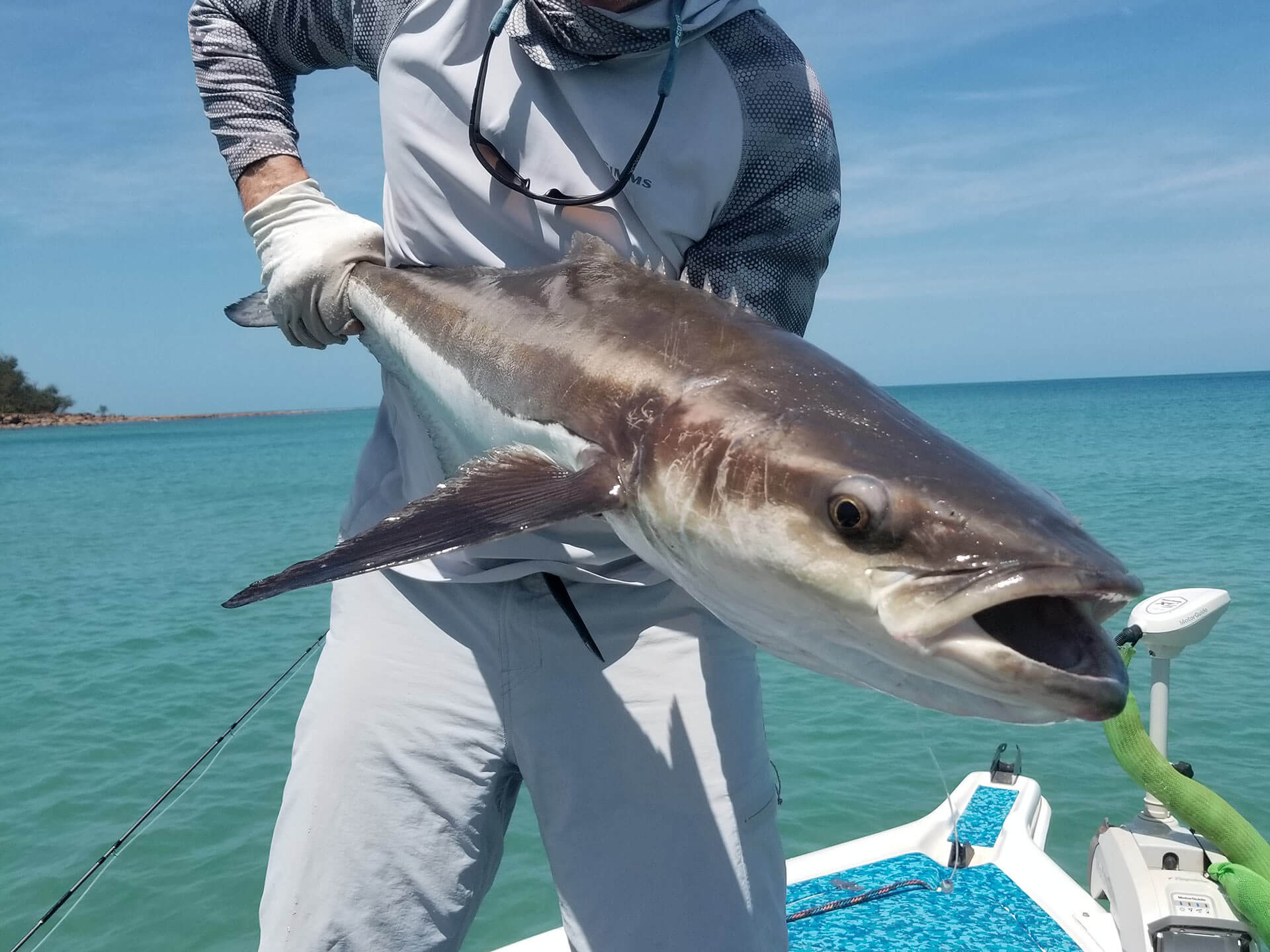 Catch Cobia with Fish's Fly and Sportfishing - Weipa