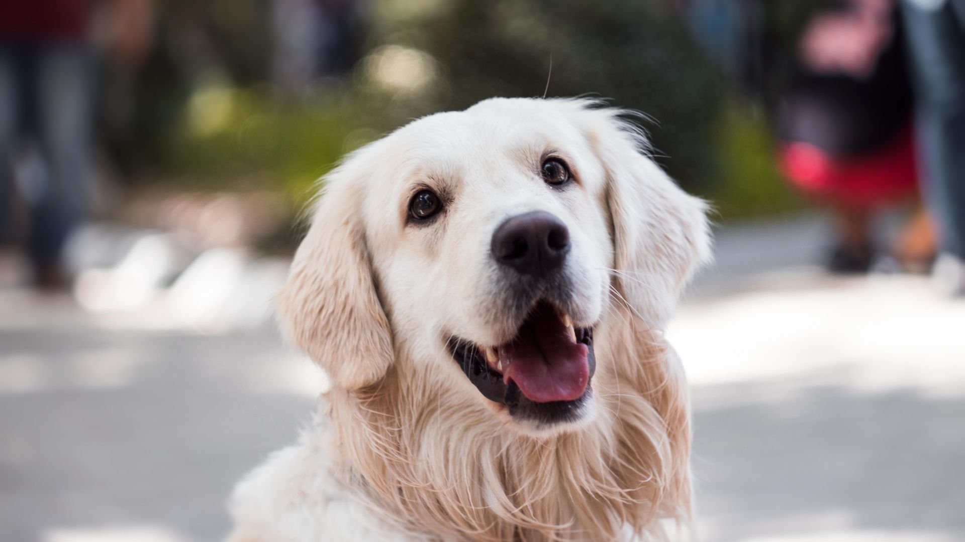 ​Your 4-legged friend is part of the family. Learn how to make the most of a trip to Southport, 