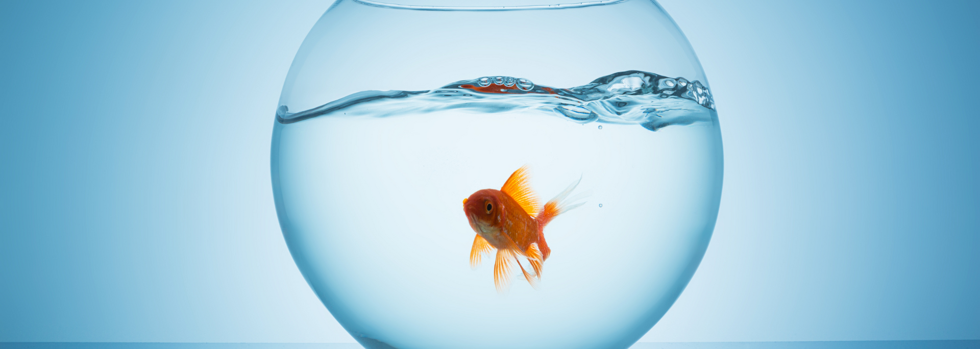 Picture of a goldfish in a bowl.
