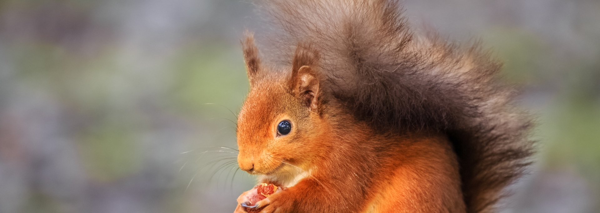 Picture of a red squirrel.