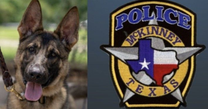 A picture of a german shepherd next to a police logo