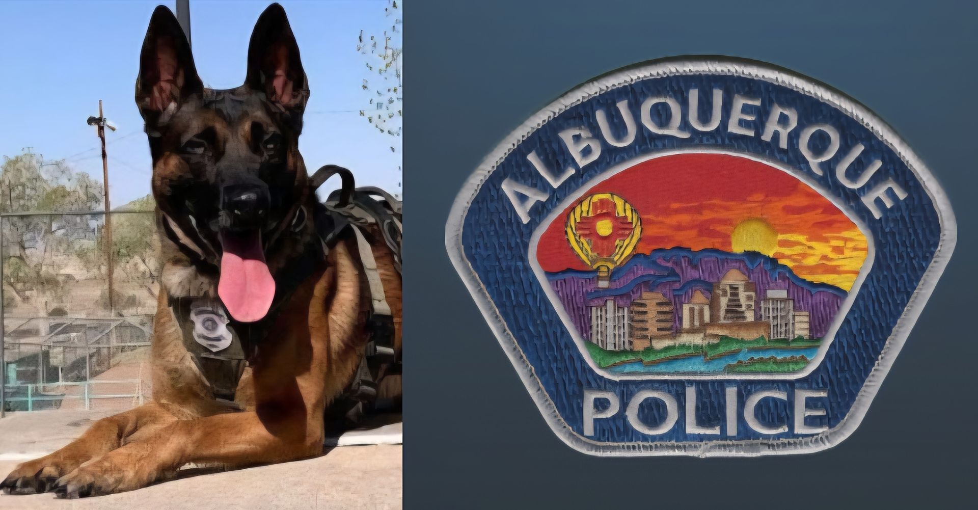 A german shepherd dog is laying next to a albuquerque police patch.