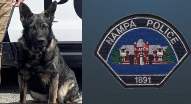 A police dog is sitting next to a nampa police patch