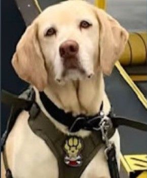 A dog wearing a harness and collar is sitting on an escalator.