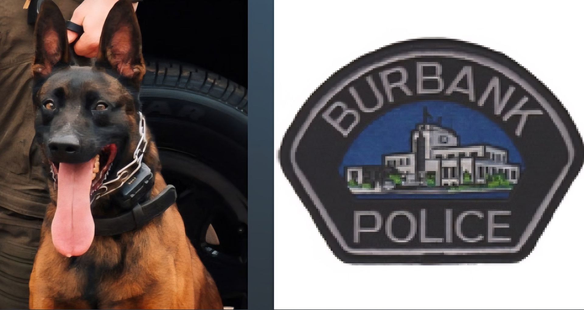K9 officer with Burbank Police patch; brown dog with black collar, tongue out, next to a black and gray patch.