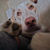 A close up of a dog laying on a couch looking at the camera.