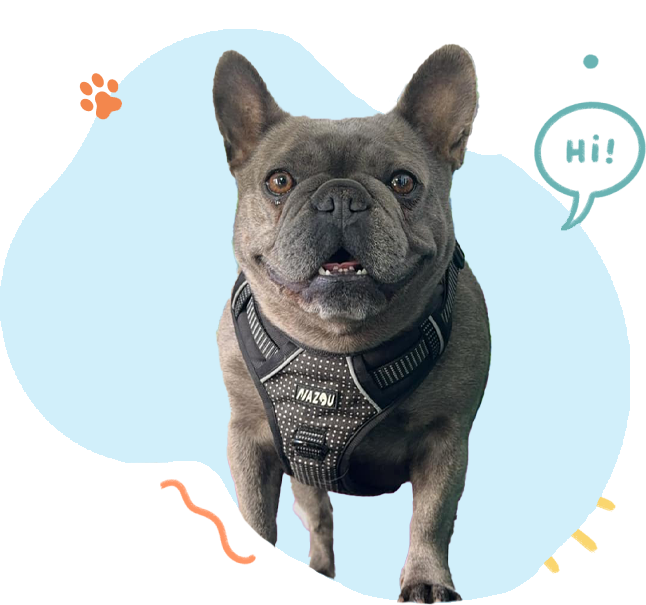 A french bulldog wearing a harness and a speech bubble that says hi