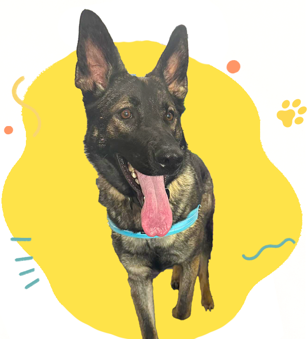 A german shepherd dog is standing on a yellow background with its tongue hanging out.