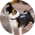 A black and white dog is wearing a police vest.