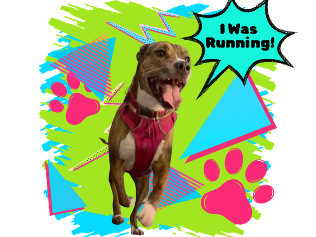 Dog running with tongue out, wearing pink harness. Speech bubble says