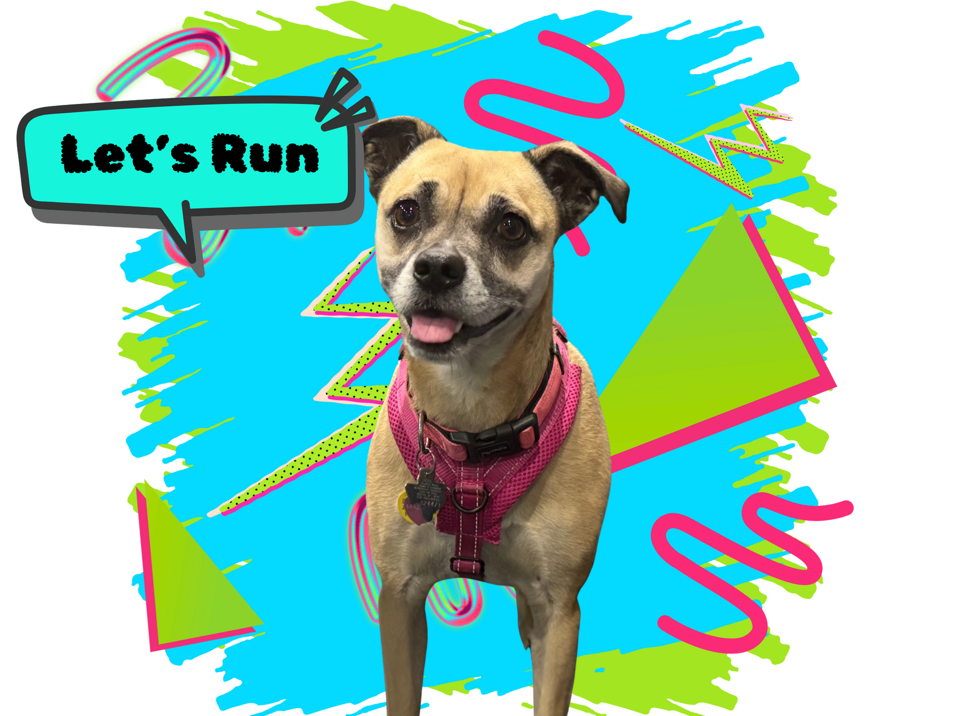 Dog wearing pink harness, speech bubble