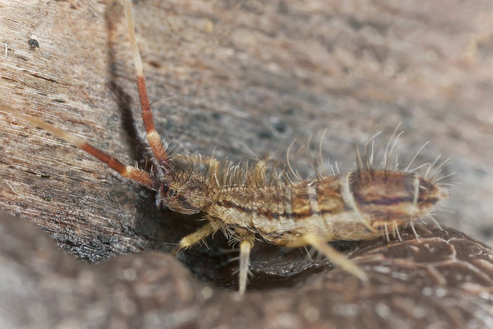Springtail 101
