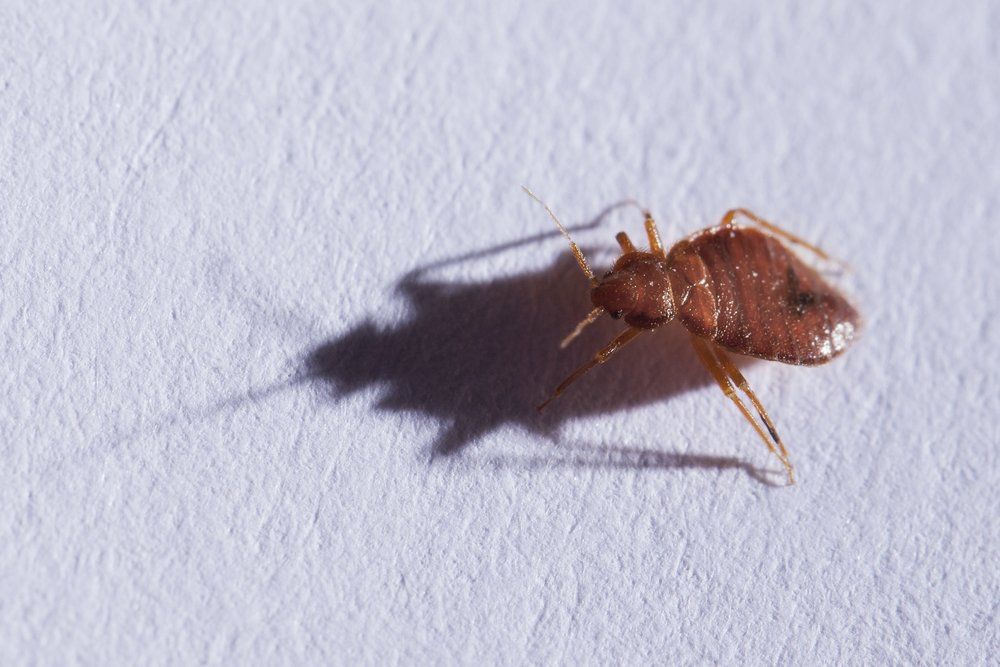 Bed Bug on Cloth