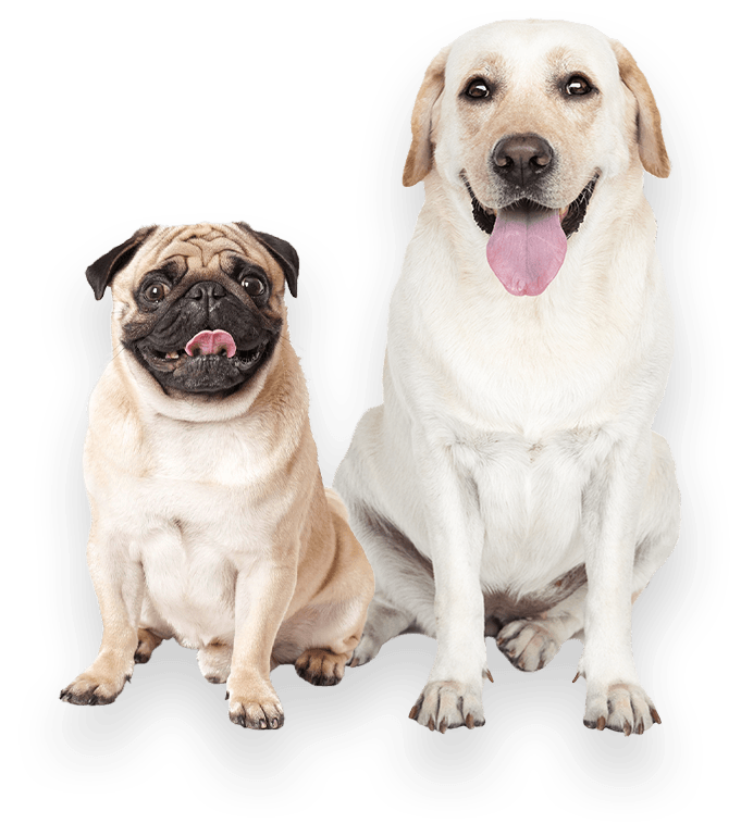 two dogs