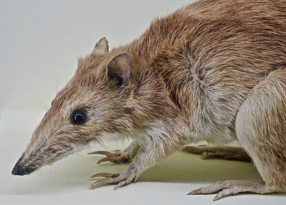 A Long-nosed Bandicoot by MemoryCatcher for E&R Bobcat & Excavation Services