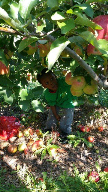 A young boy is picking apples from an apple tree.