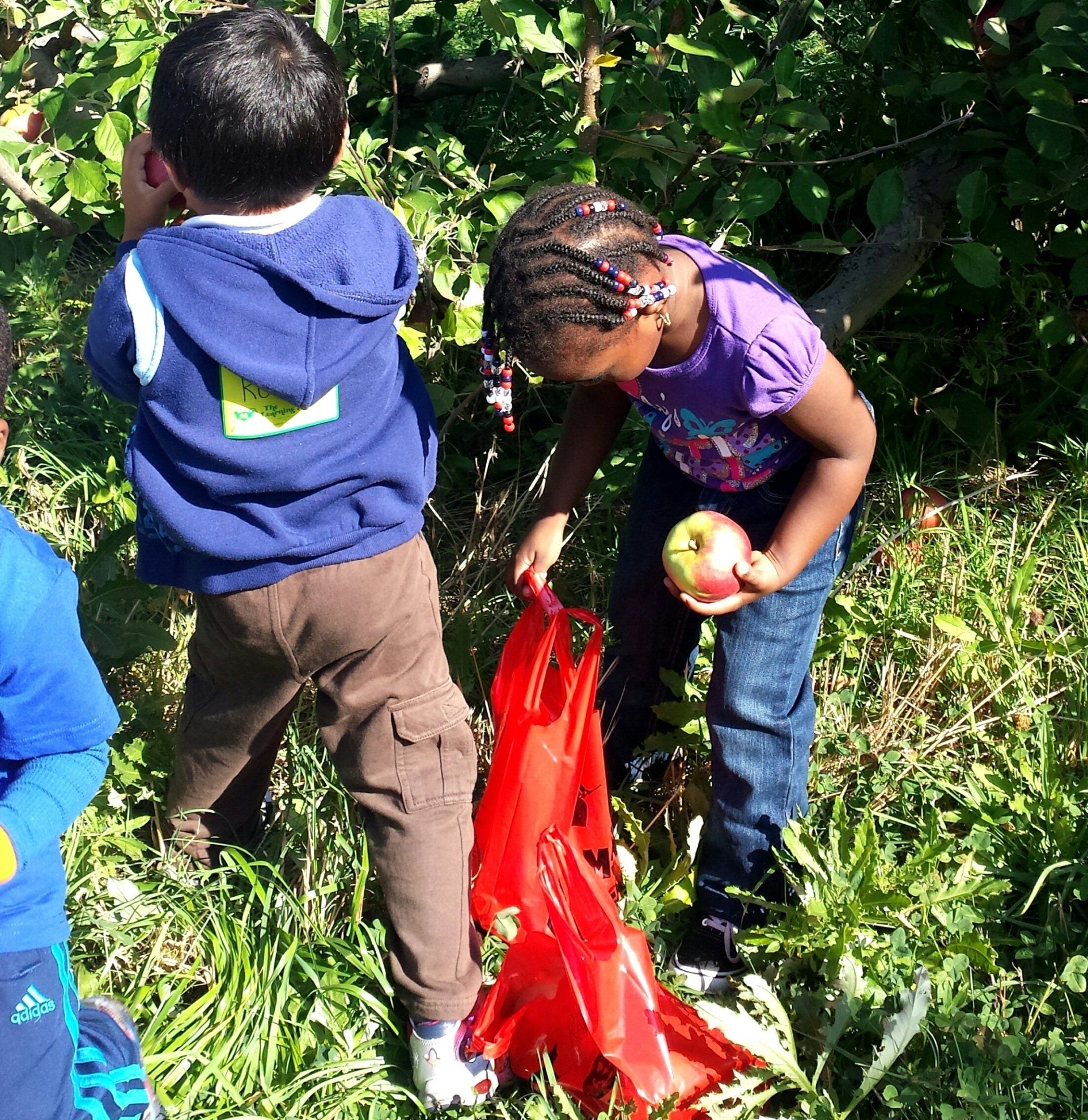 A girl in a purple shirt is picking an apple from a tree