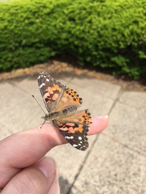 A person is holding a butterfly on their finger