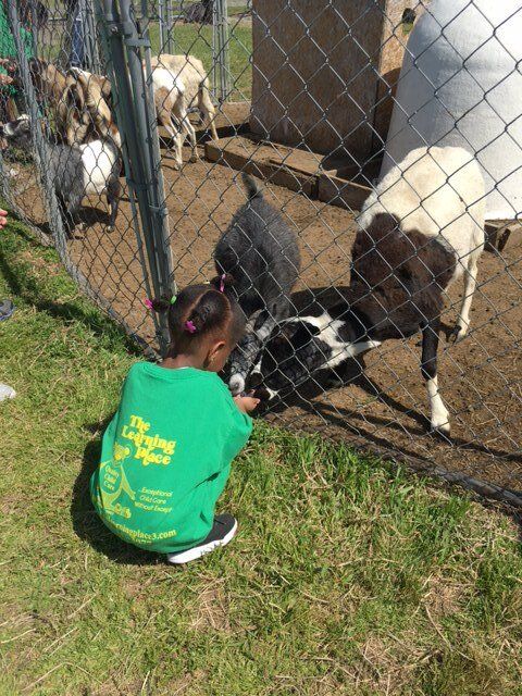 A little girl in a green shirt is feeding a goat