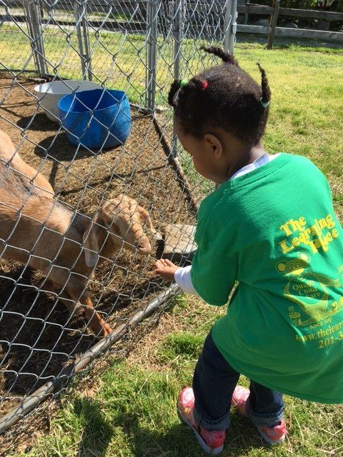 A little girl in a green shirt is feeding a goat