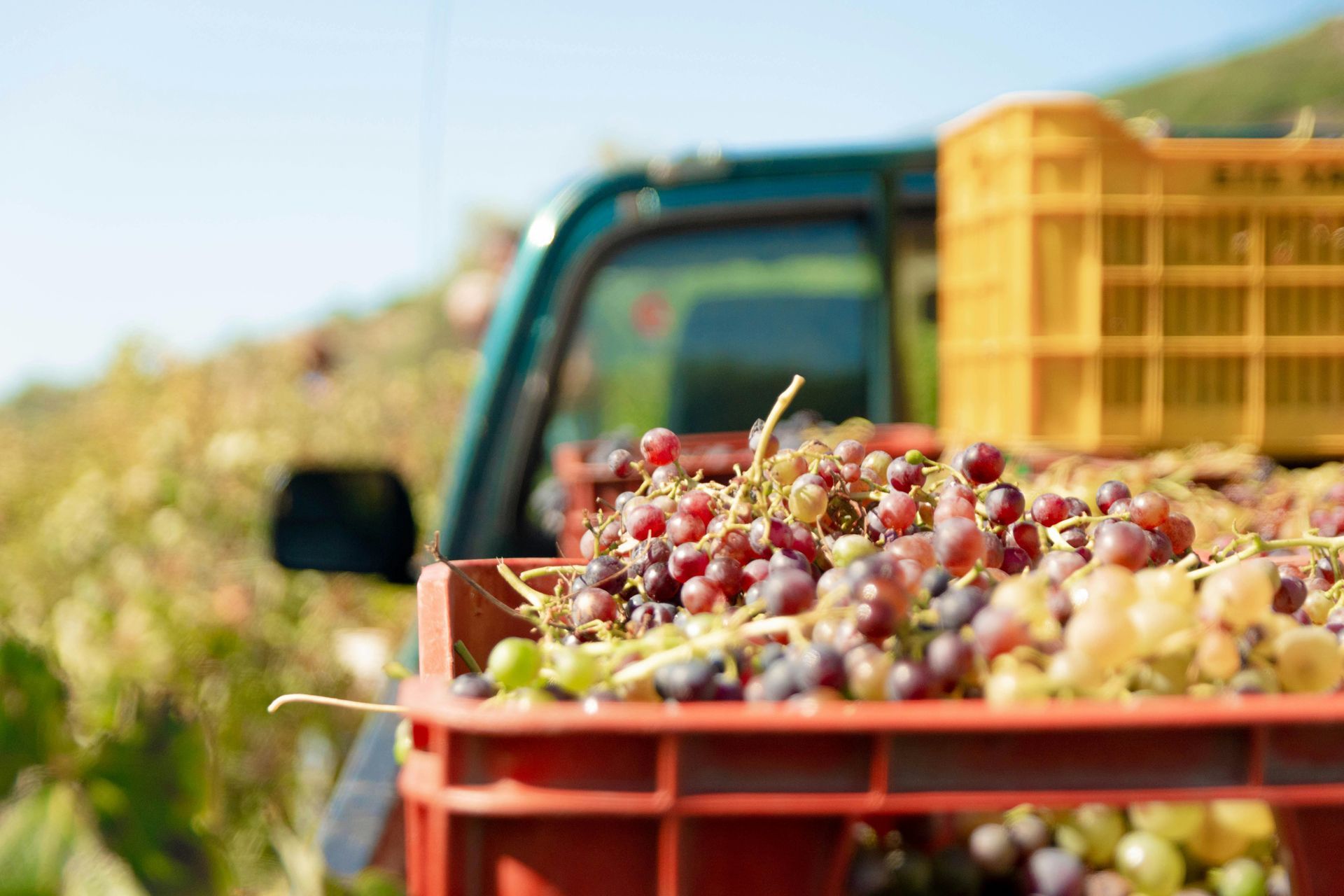 Red and green grapes fill a crate in a vineyard, near a truck, on a sunny day.