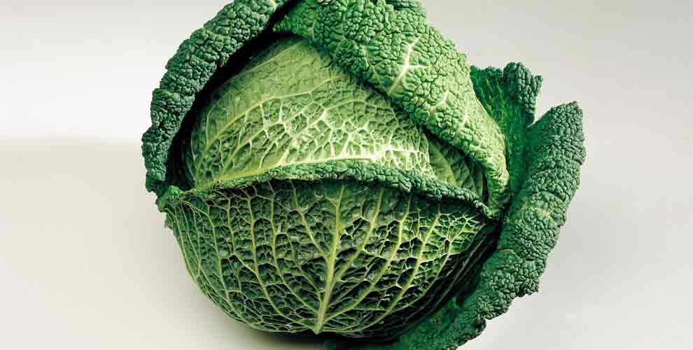 Cavolo verza