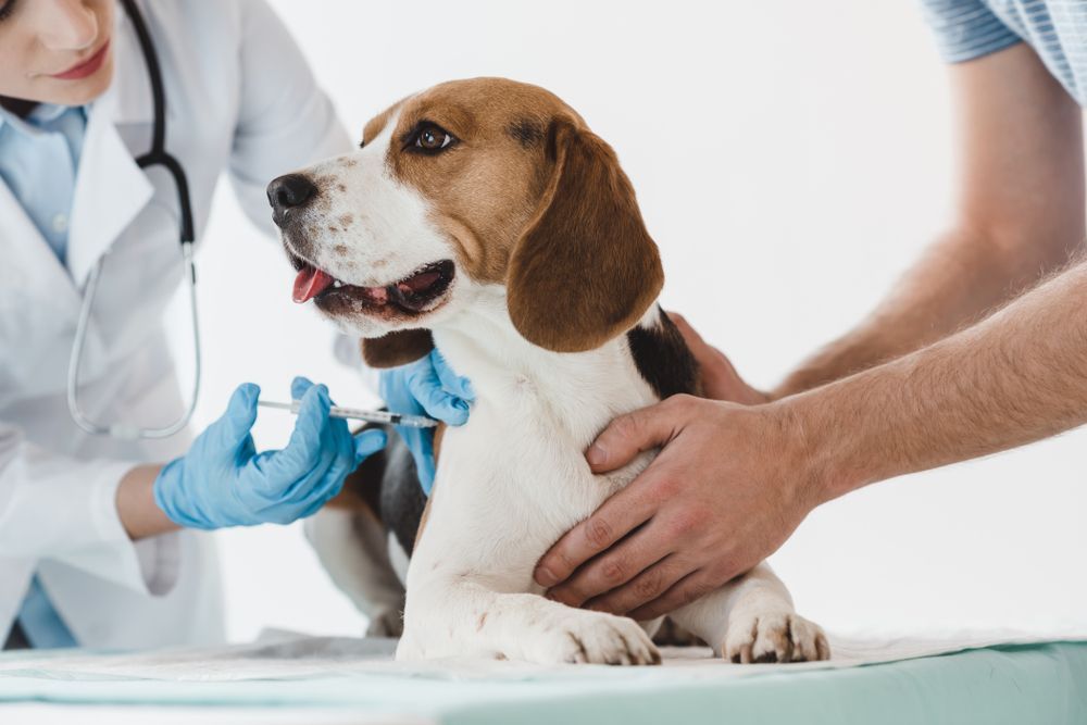 Veterinarian checking a brown-and-white dog — Sarina Veterinary Surgery In Sarina, QLD