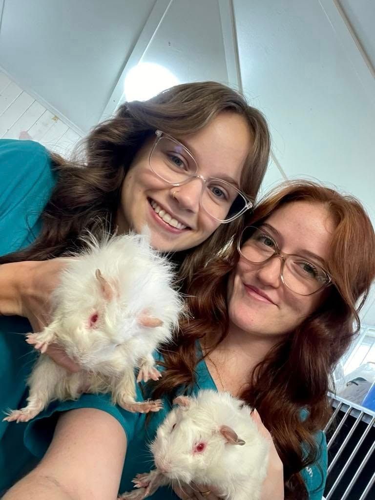Two People Smiling and Holding Two Fluffy White Rabbits Indoors — Sarina Veterinary Surgery In Sarina, QLD