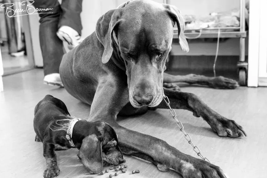 Large Dog Lying on The Floor Beside a Smaller Dog — Sarina Veterinary Surgery In Sarina, QLD