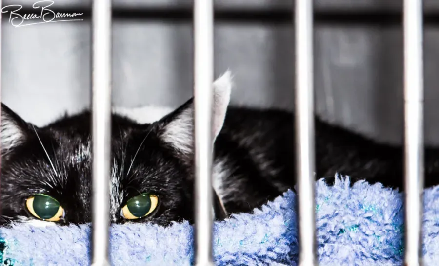 Black Cat Peering Through Cage Bars from Under a Blue Blanket — Sarina Veterinary Surgery In Sarina, QLD