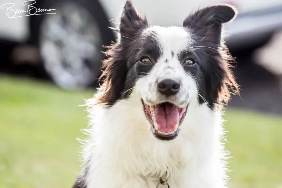 Black-And-White Dog with Open Mouth Sitting on Grass — Sarina Veterinary Surgery In Sarina, QLD