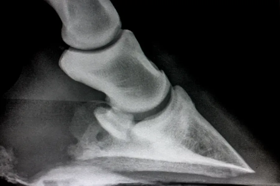 Side-View X-Ray of A Cat’s Paw and Lower Leg Bones — Sarina Veterinary Surgery In Sarina, QLD