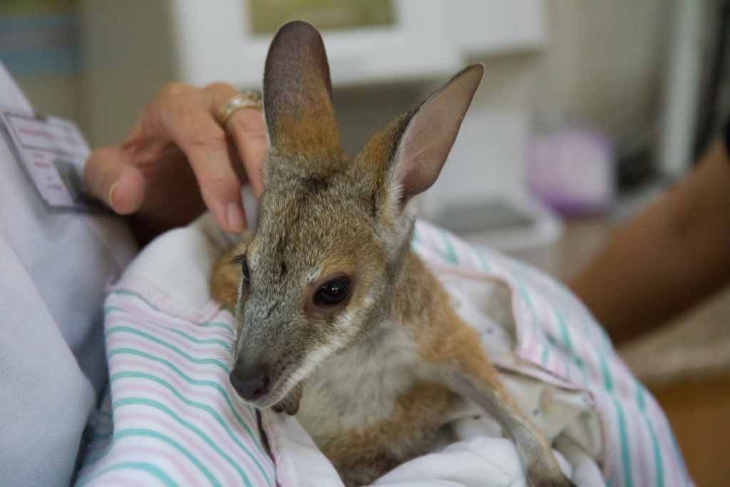 Small Kangaroo Joey Wrapped in A Blanket, Being Held by A Person — Sarina Veterinary Surgery In Sarina, QLD