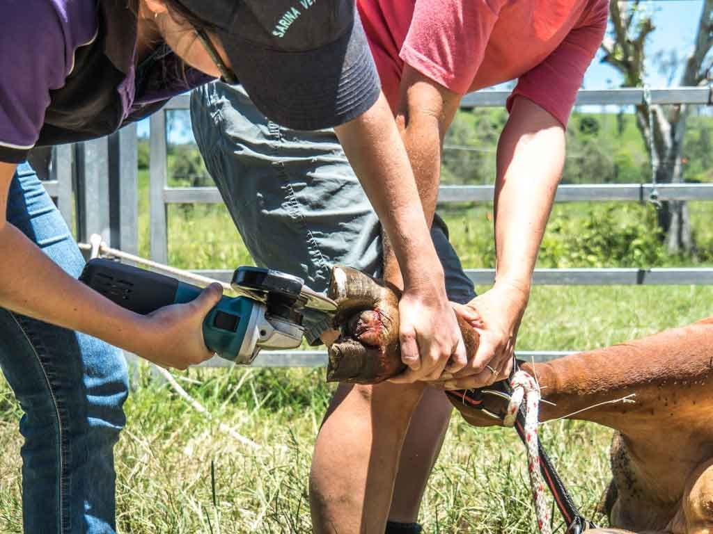 People Helping a Horse’s Hoof While One Person Trims It with Clippers Outdoors — Sarina Veterinary Surgery In Sarina, QLD