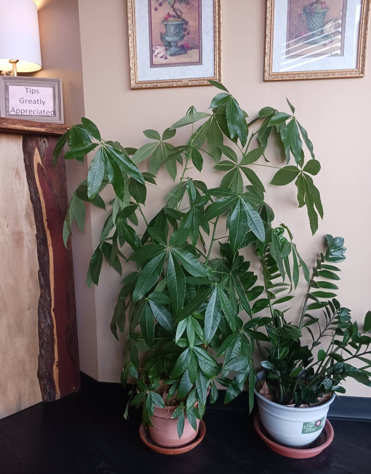 Two potted plants are in a corner of a room