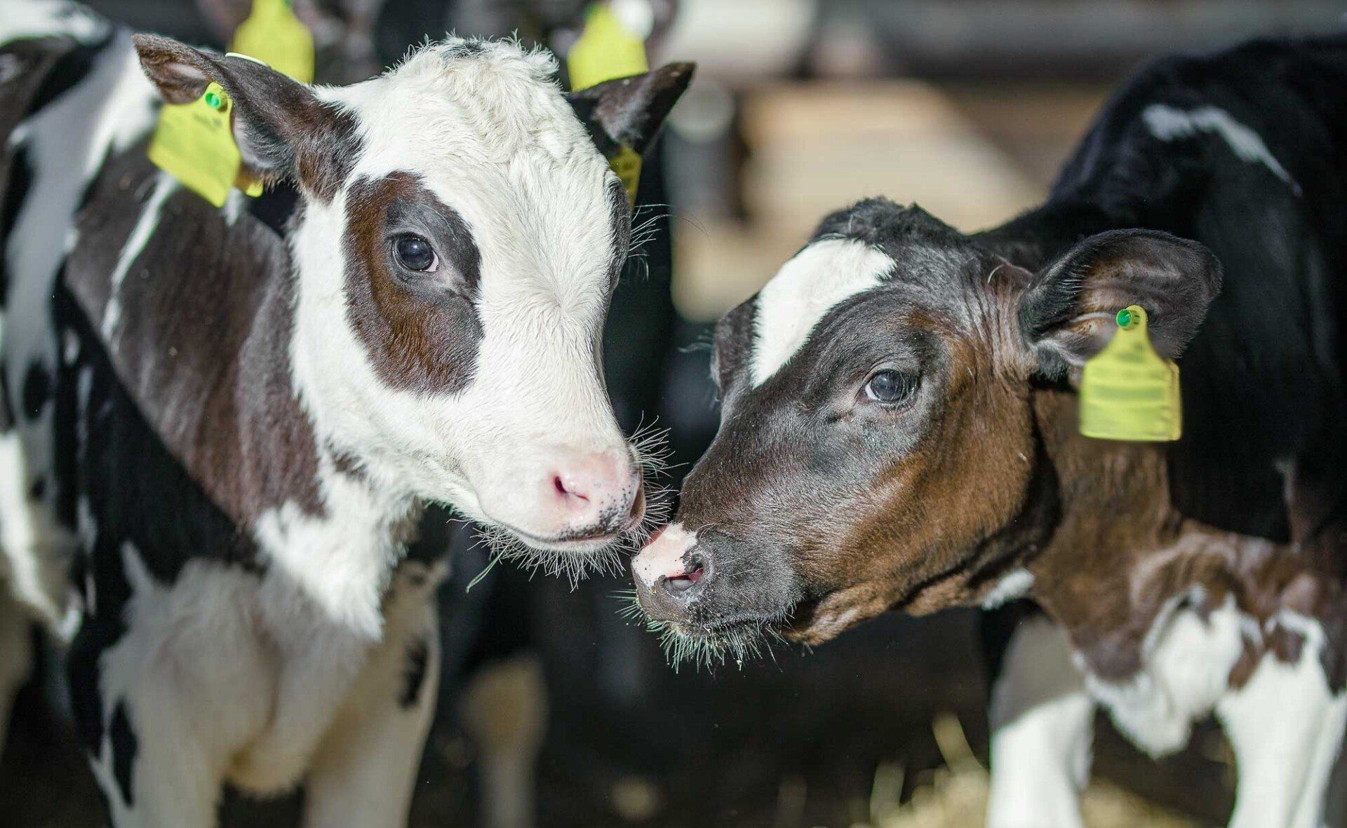 Zwei schwarz-weiße Kälber mit gelben Marken im Ohr stehen nebeneinander und beschnuppern sich.
