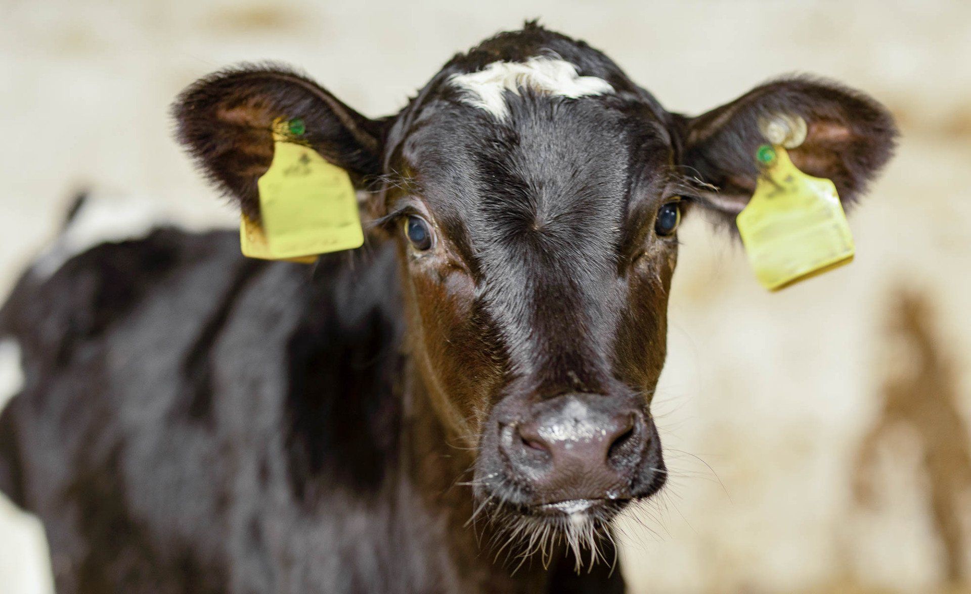 Eine Nahaufnahme einer schwarzen Kuh mit gelben Marken an den Ohren.