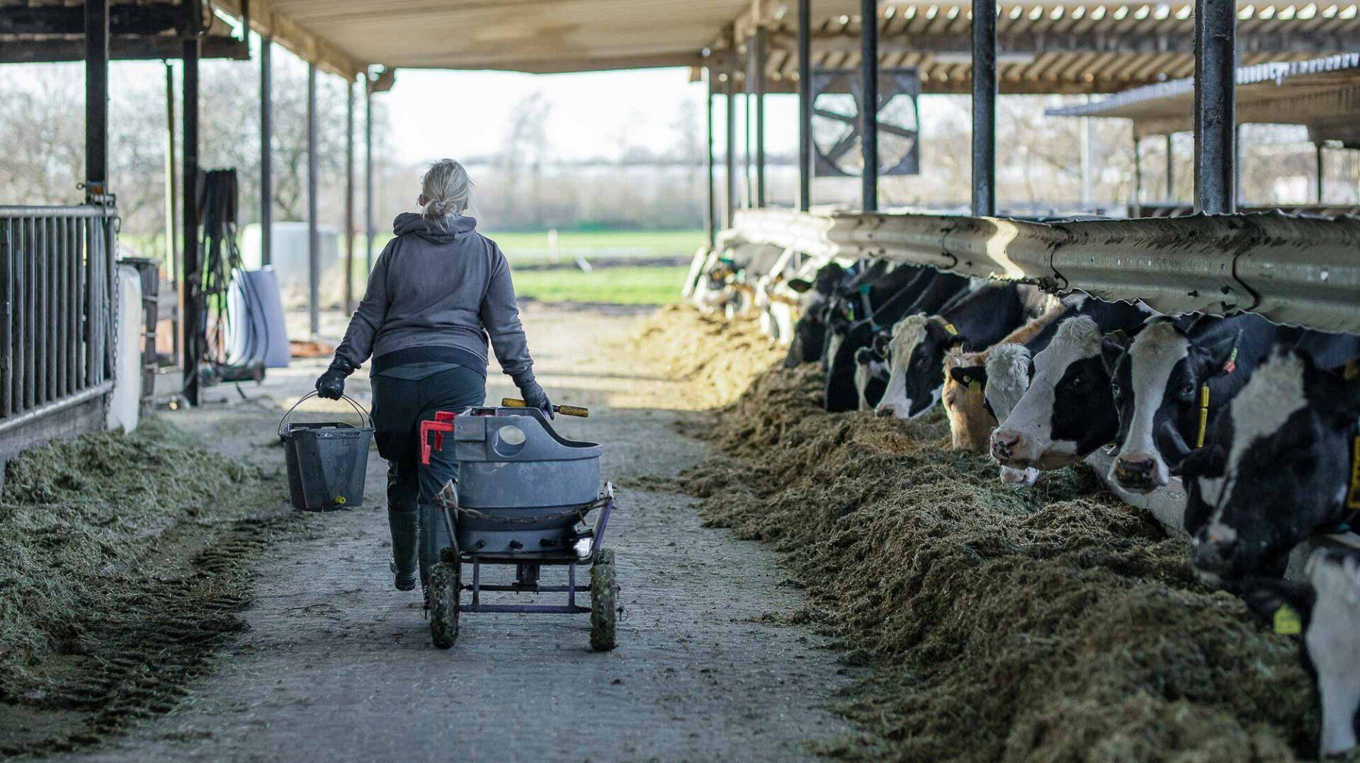 Eine Frau zieht einen Bollerwagen in einen Stall mit Kühen.