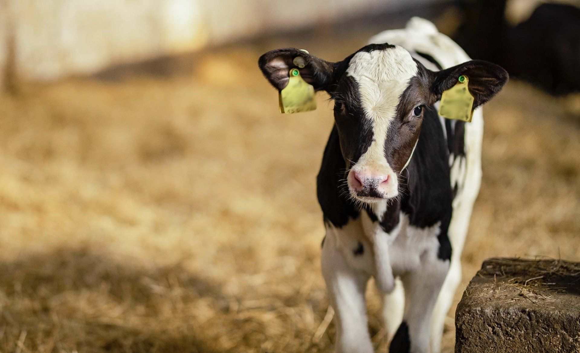 Ein schwarz-weißes Kalb mit einer Marke an jedem Ohr steht in einem Stall.