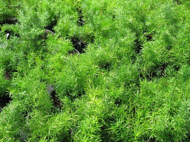 Houseplants | Myers Greenhouse | Winston-Salem, NC