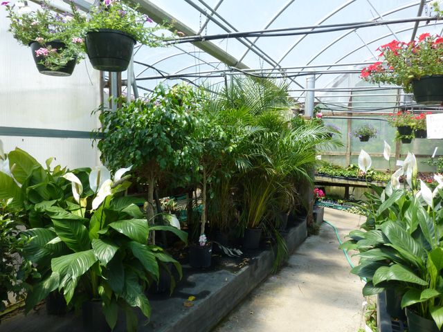 Houseplants | Myers Greenhouse | Winston-Salem, NC