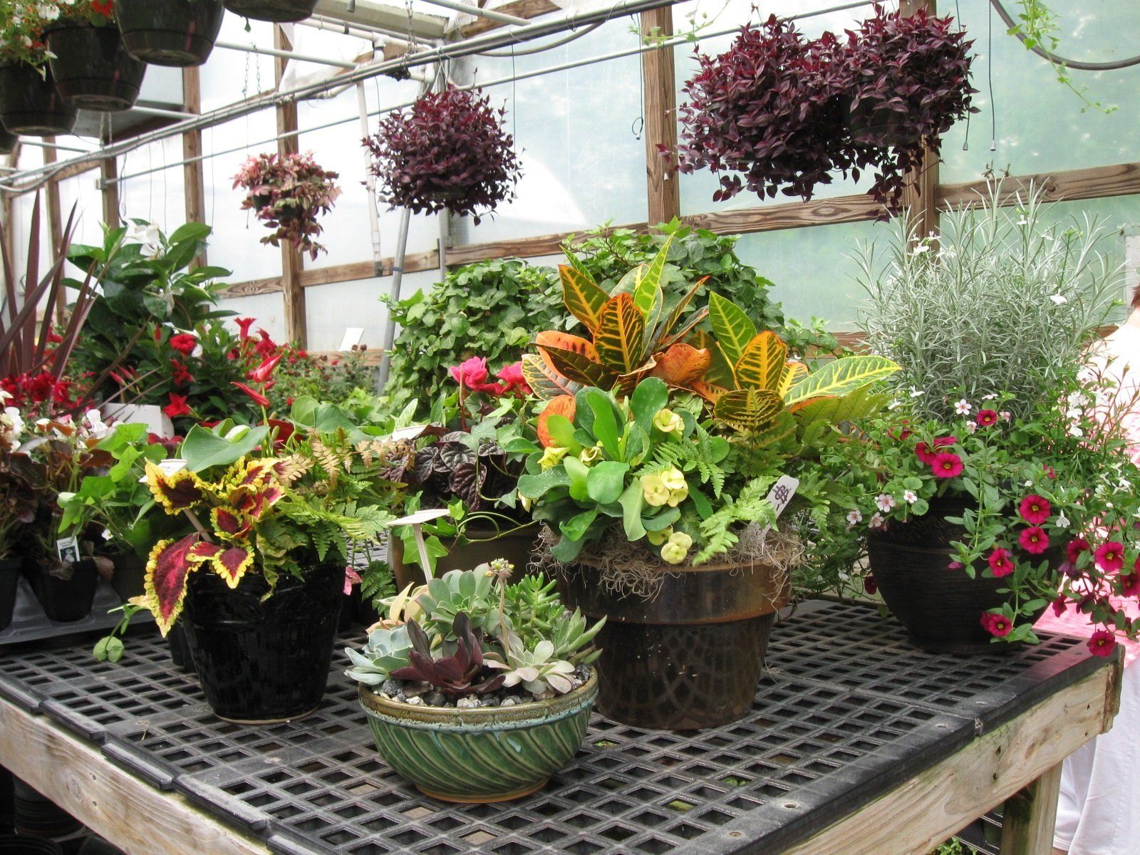 Bedding Plants for Clemmons, NC