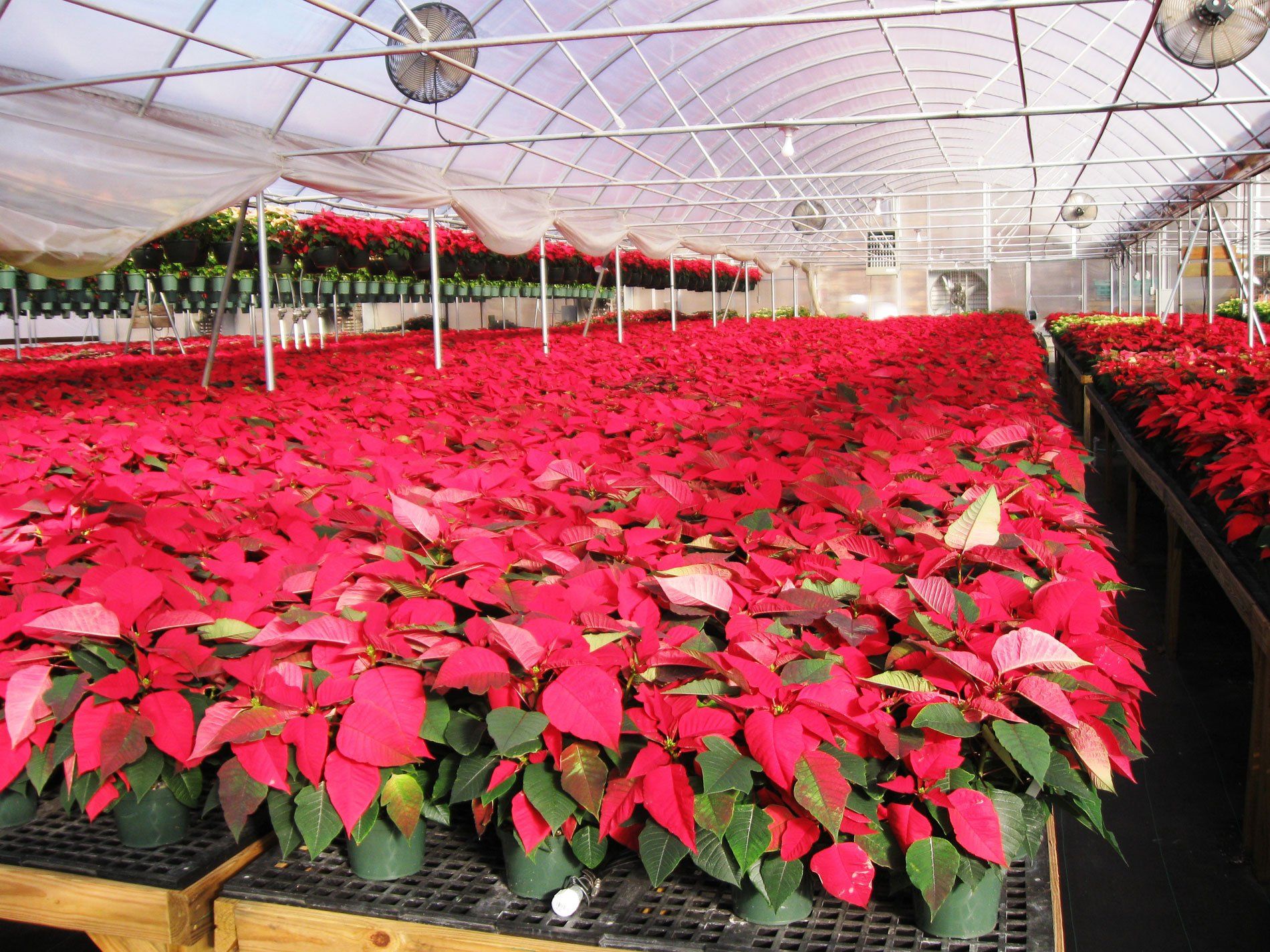 Colorful Poinsettias