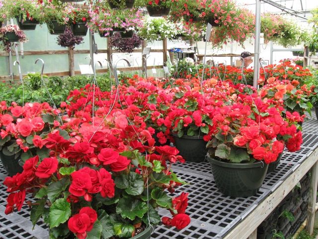 Hanging Baskets | Myers Greenhouse | Kernersville & Lexington, NC