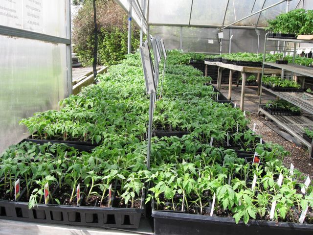 Fruits and vegetables plants for sale