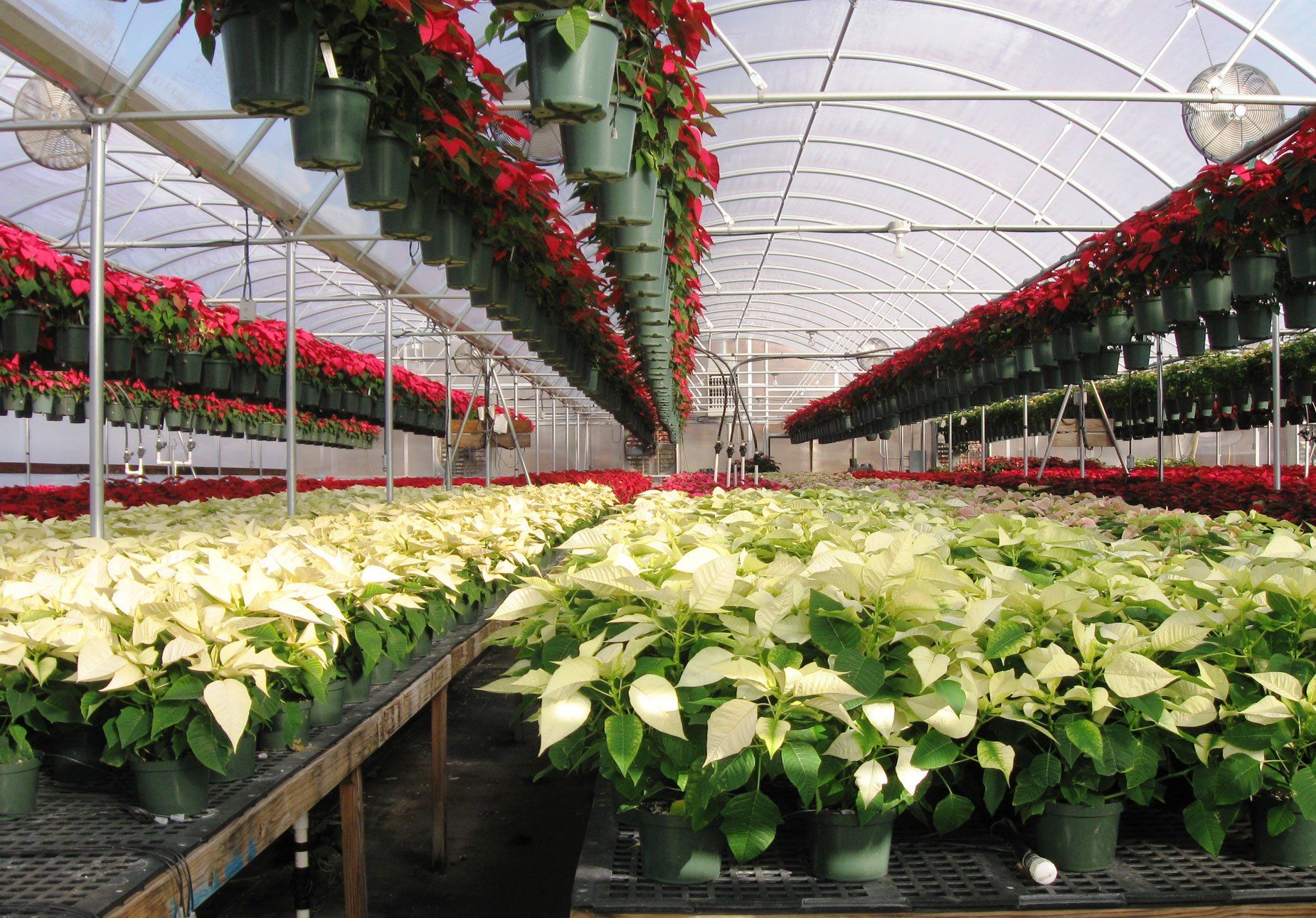 Seasonal Plants Myers Greenhouse WinstonSalem, NC & Clemmons, NC
