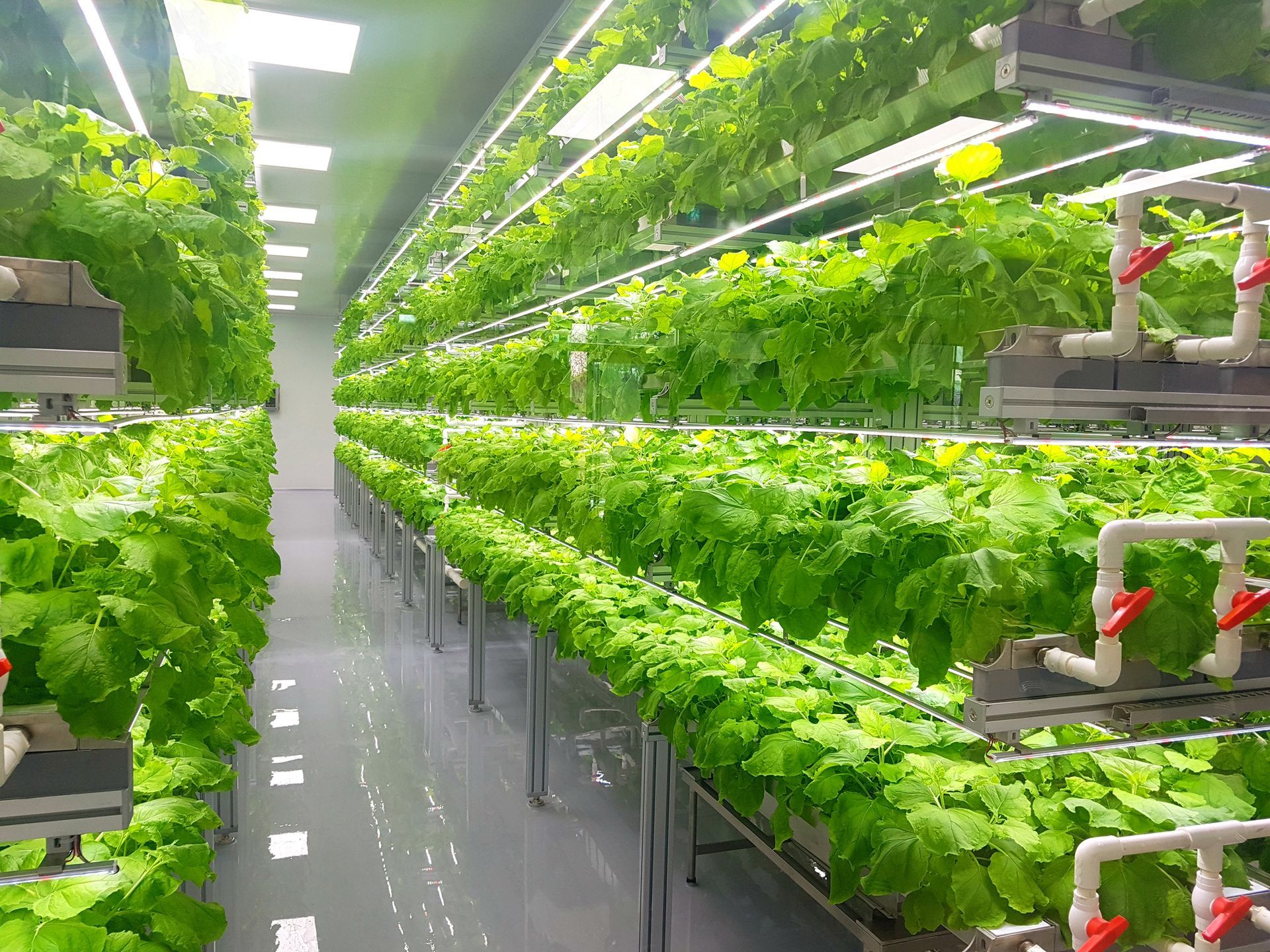 Interior view of a vertical farm, rows of leafy green plants under artificial lights.